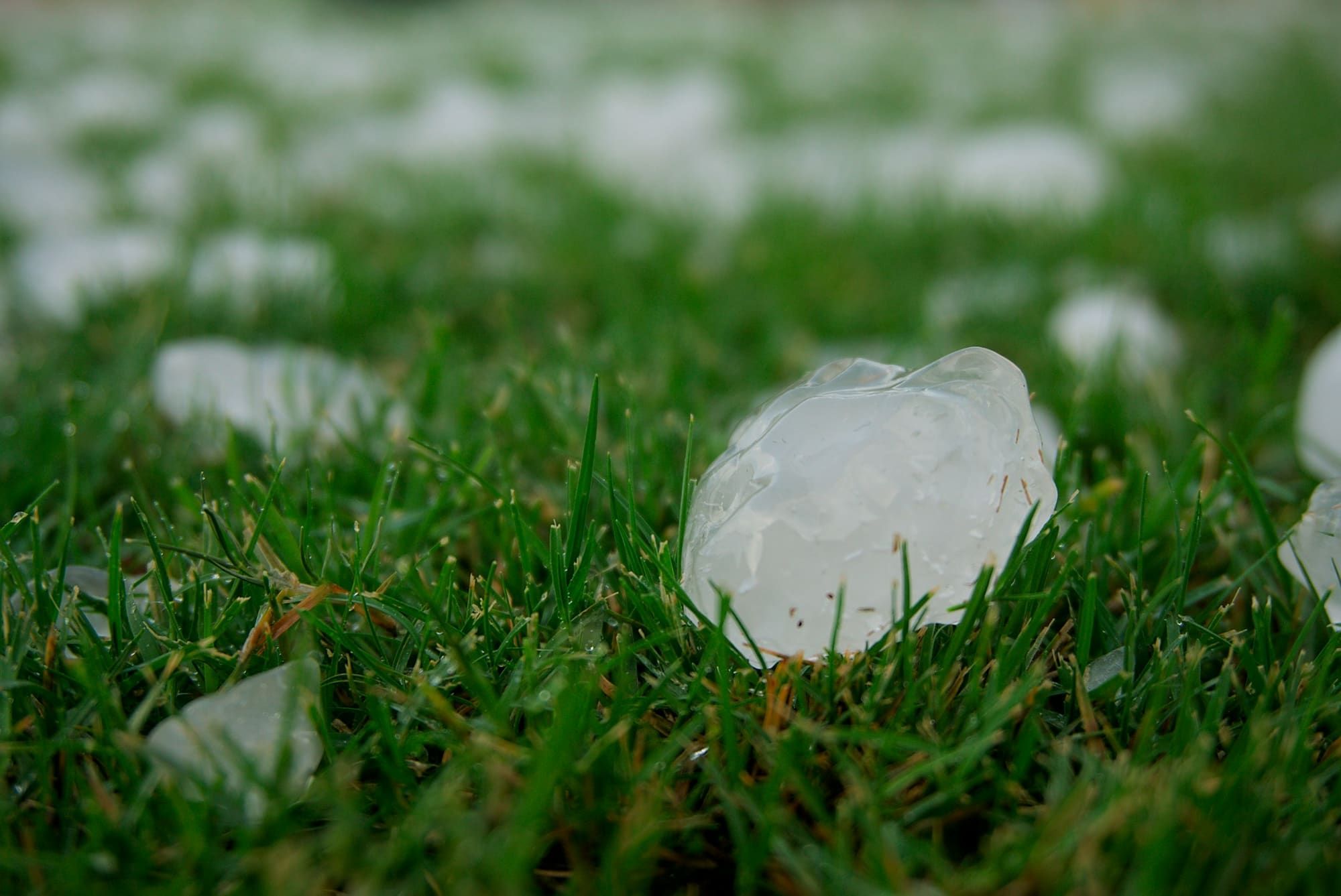 Large hailstone lying in the grass after a storm