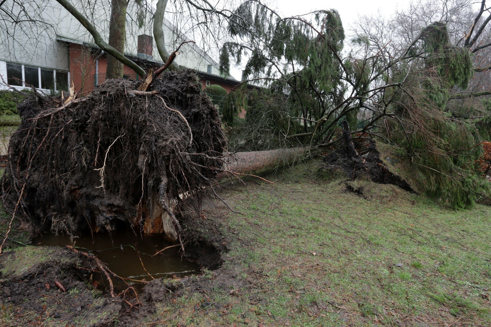 Uprooted tree lying across a yard in front of a house after a windstorm